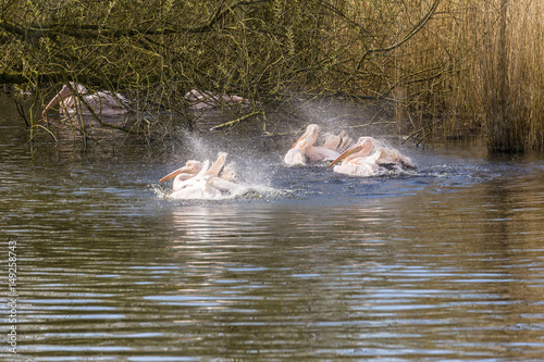 Pelicans In A Lake