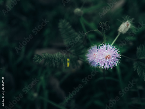 Mimosa flower