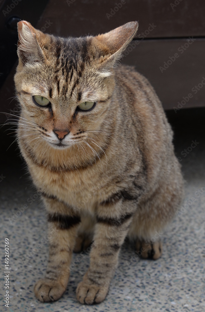 angry looking cat angry looking cat