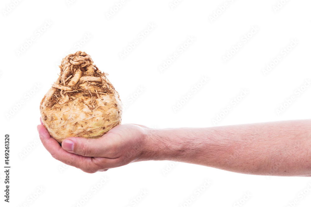 Hand mit Sellerie, Knollensellerie freigestellt vor Weiß Hand mit Sellerie, Knollensellerie freigestellt vor Weiß
