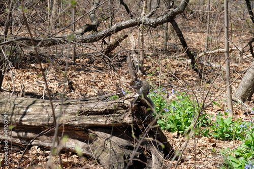 Cute squirrel in a park