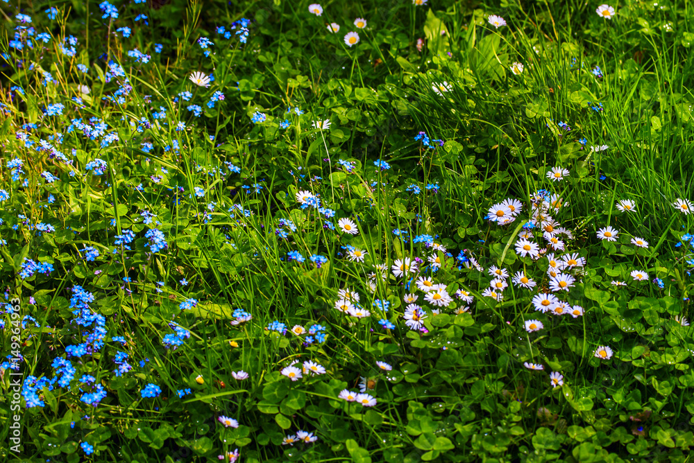 Flowers Field. Spring Background.