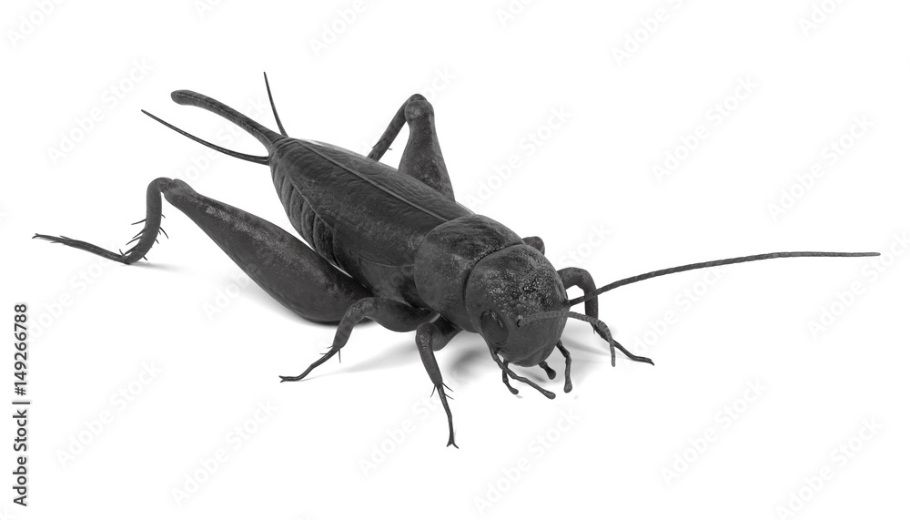realistic 3d render of field cricket realistic 3d render of field cricket