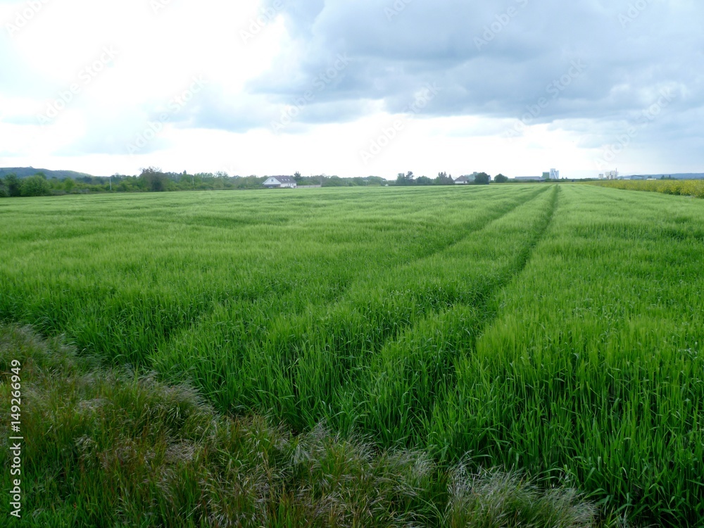 Fototapeta premium P1000338