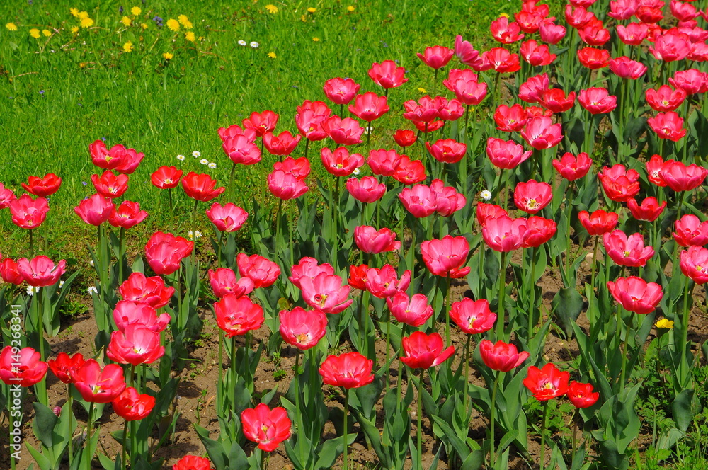 Spring flowers