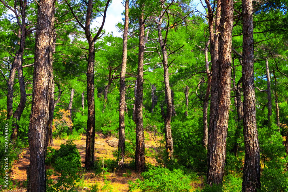 Fototapeta premium In the Forest