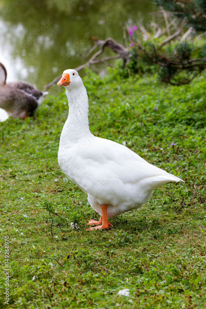 Fototapeta premium Geese