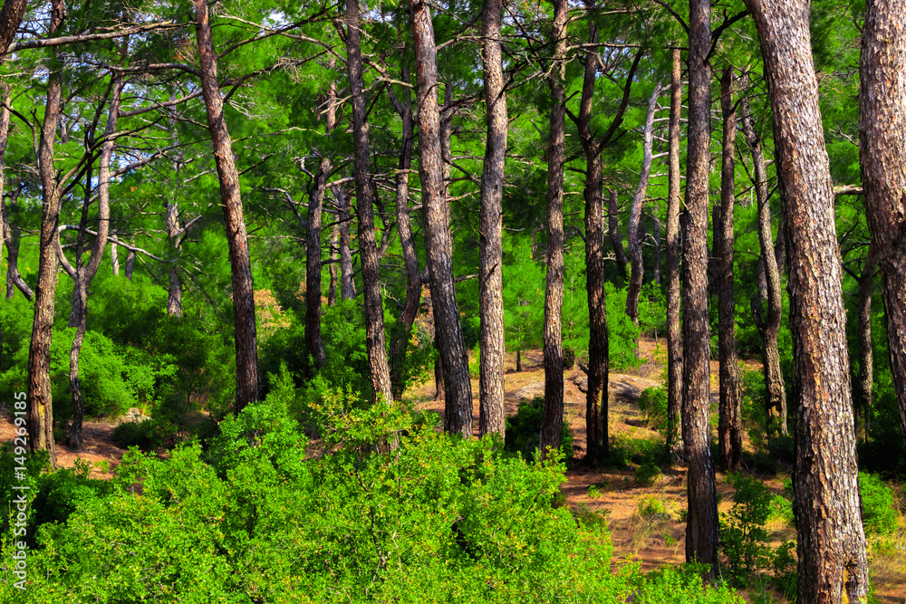 Obraz premium In the Forest