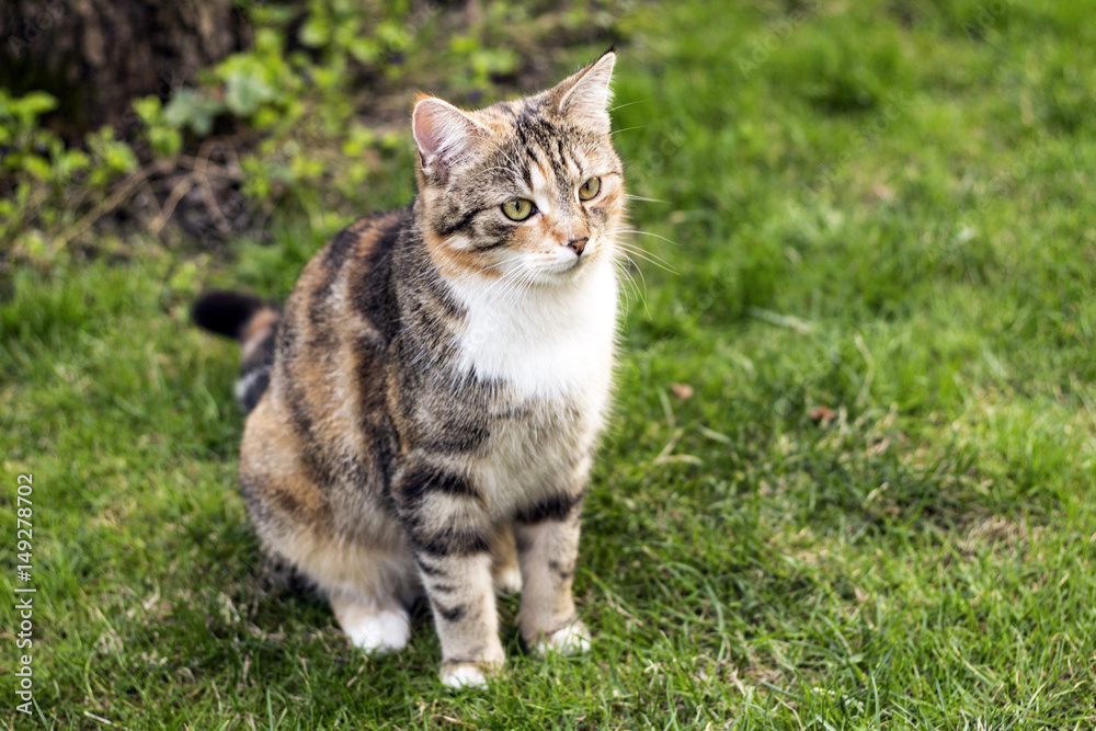 cat in garden