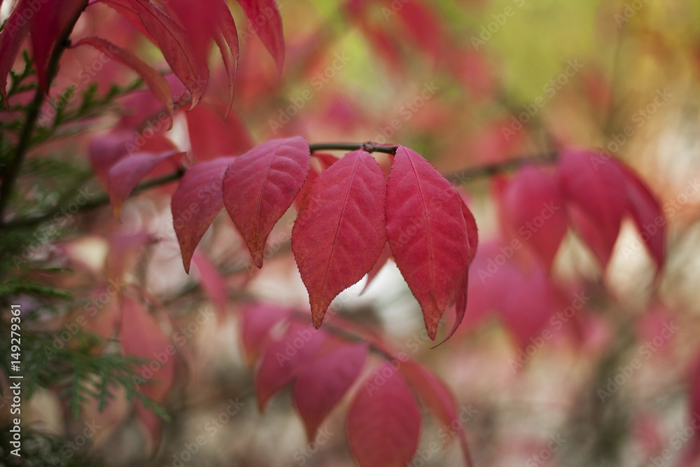 Euonymus alatus red leaf beautiful autumn shrub