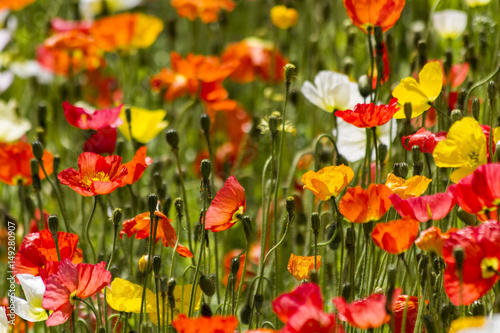 Spring flowers in the field