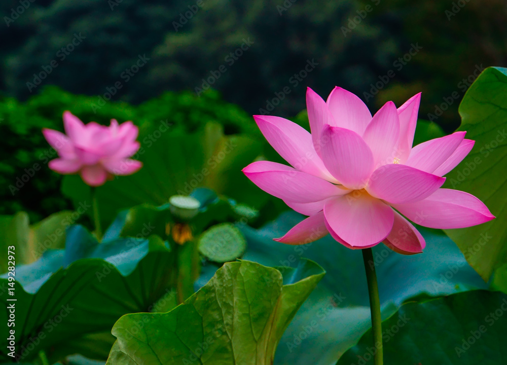 Obraz premium ハス３