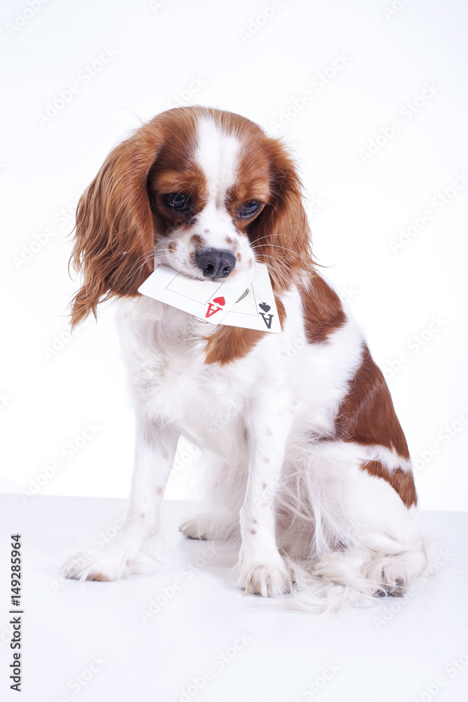 Trained dog with cards. Beautiful friendly cavalier king charles spaniel dog. Purebred canine trained dog puppy. Blenheim spaniel dog puppy