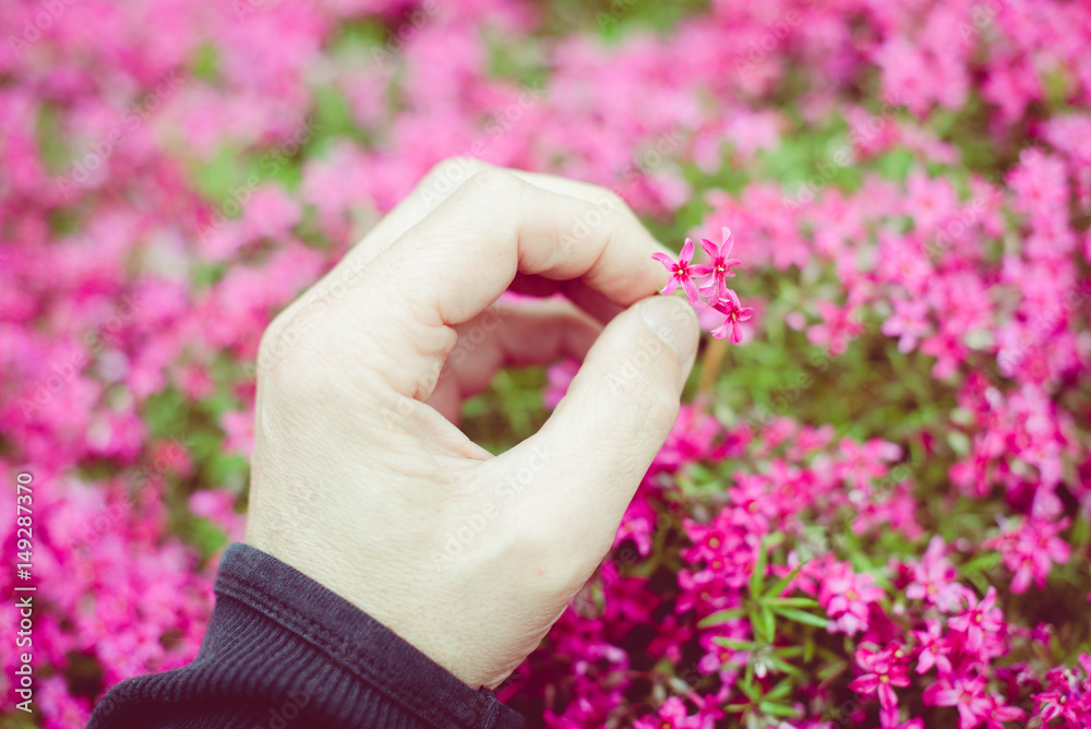 man holding a little flower with his hand - outdoor activity and spring season