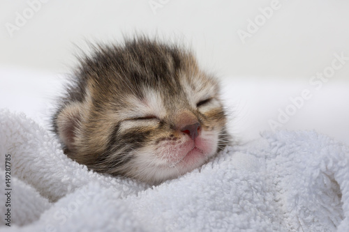 Fototapeta Naklejka Na Ścianę i Meble -  Newborn kitty sleeping on soft white blanket