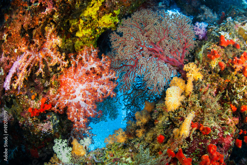 Vivid color of more species of Soft coral colony and Seafan , Similan island Thailand