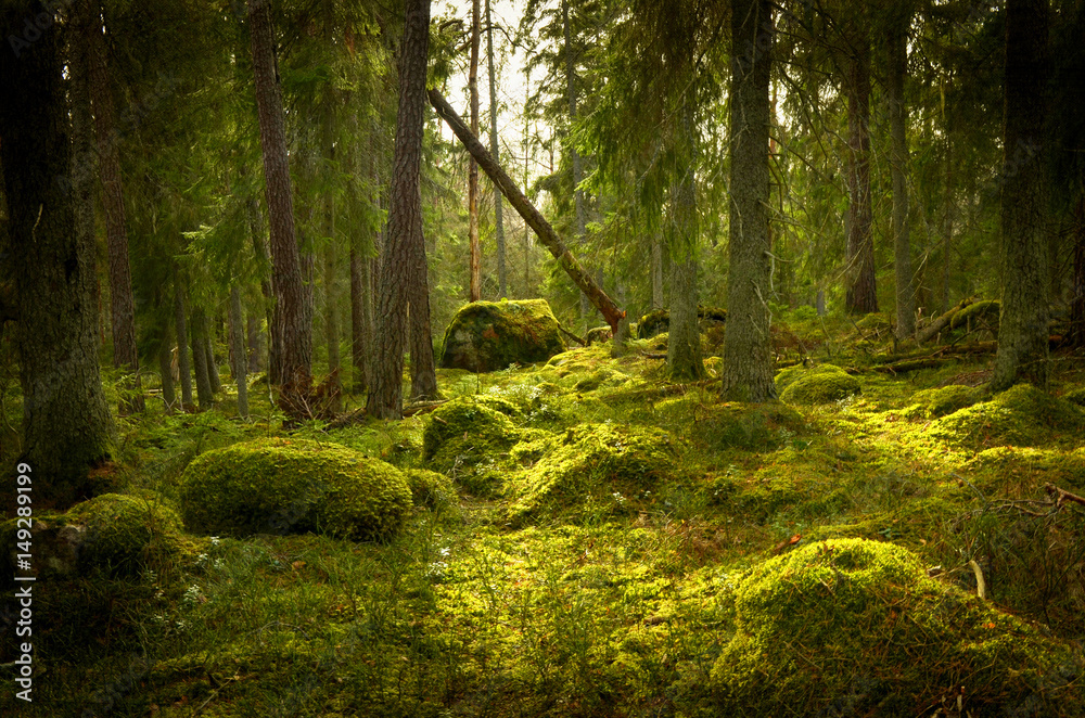 Grunge forest background Grunge forest background