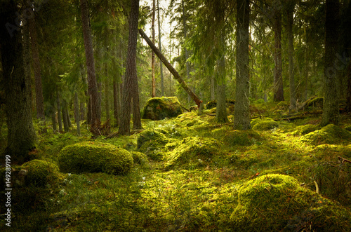 Fototapeta Naklejka Na Ścianę i Meble -  Grunge forest background