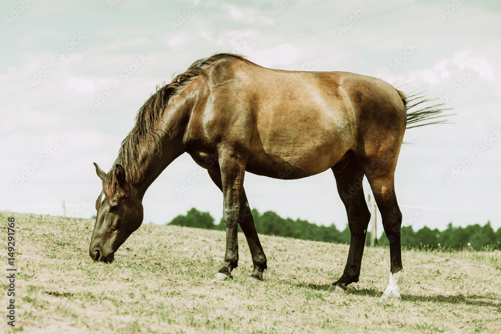 Brown wild horse on meadow idyllic field Brown wild horse on meadow idyllic field