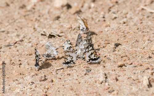 Lowland Branded Blue (Uranothauma falkensteini) Butterflies on the Sandy Ground in Northern Tanzania