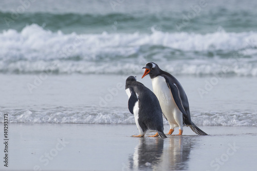 Foto Don't get angry. Gentoo penguins at. Falkland island.