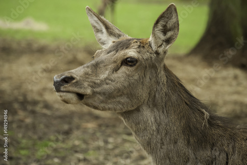 Samica jelenia, Białowieski Park Narodowy