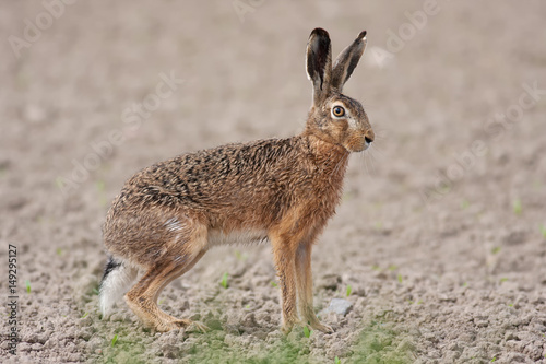Feldhase (Lepus europaeus)