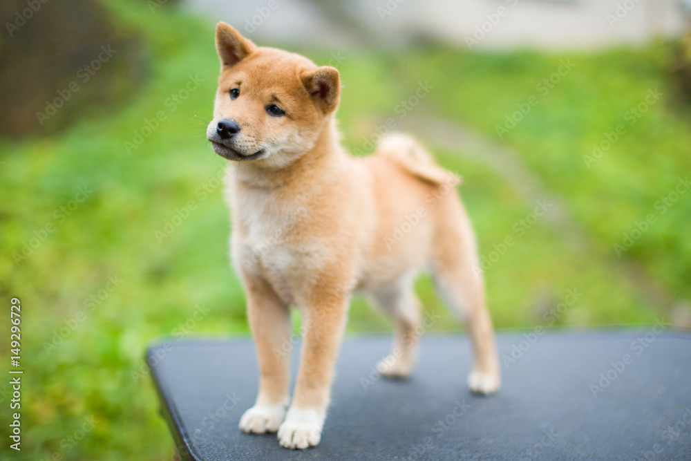 Shiba Shiba