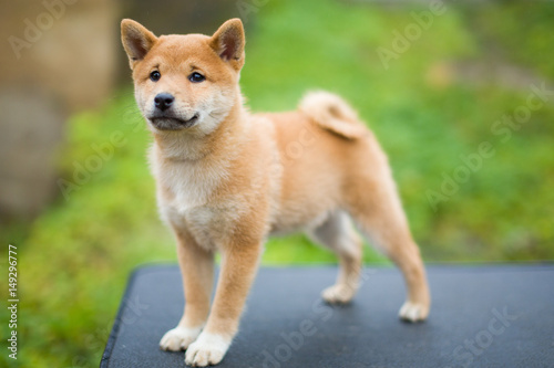 Shiba