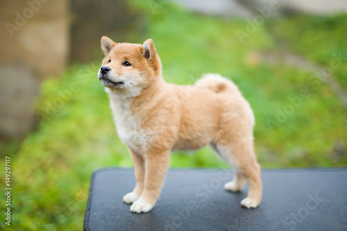 Shiba