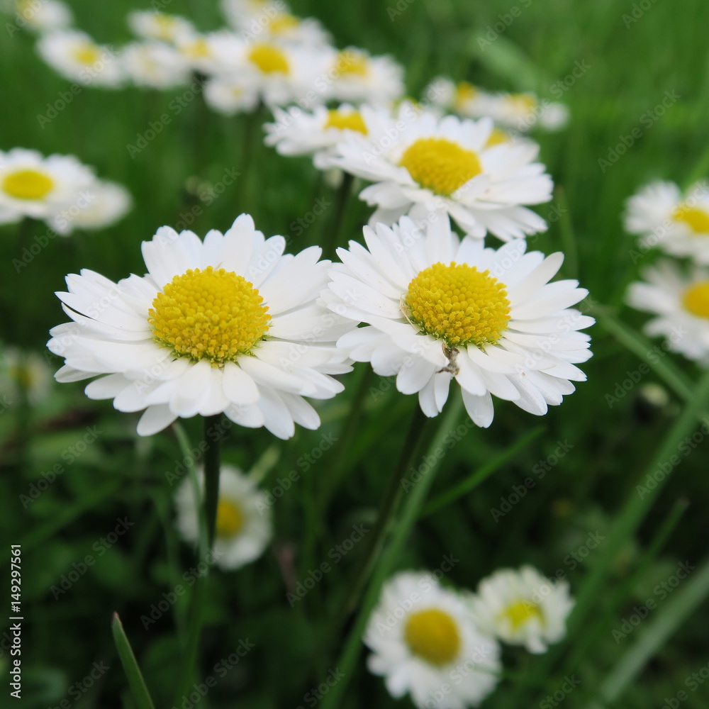 Bellis perennis, small perennial flowering plant from spring to late summer Bellis perennis, small perennial flowering plant from spring to late summer