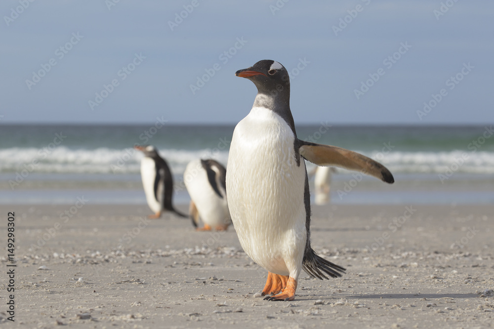 Naklejka premium Gentoo penguin walking on the sunny beach.
