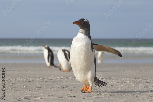 Gentoo penguin walking on the sunny beach.