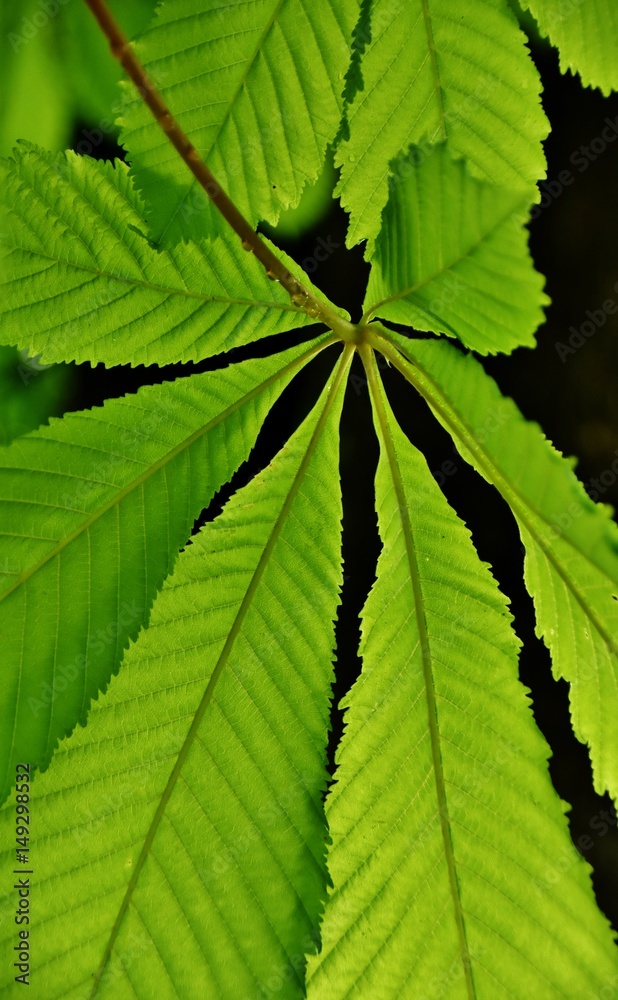 Close up of spring green Chestnut tree leaves Close up of spring green Chestnut tree leaves