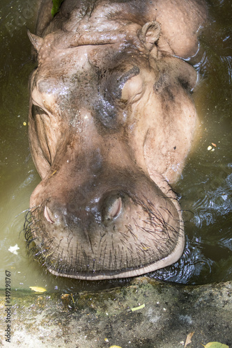 Image of a hippopotamus on the water. Wild Animals.