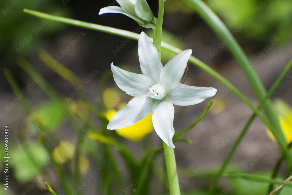 Fototapeta premium Ornithogalum nutans L.