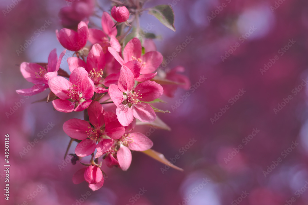 Pink Crab Apple Blossoms close-up with pink copy space Pink Crab Apple Blossoms close-up with pink copy space