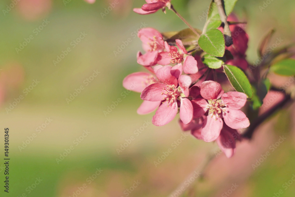 Pink Crab Apple Blossoms close-up with green copy space