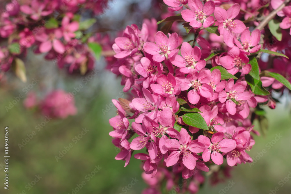 Pink Crab Apple Blossoms close-up with green copy space Pink Crab Apple Blossoms close-up with green copy space