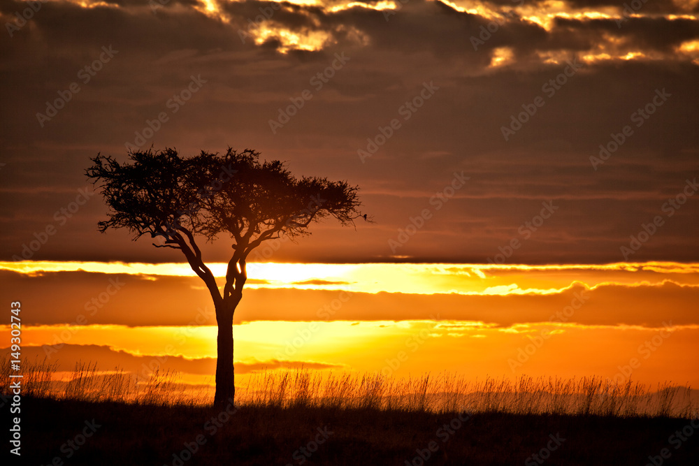 Sunrise in the Masai Mara, Kenya Sunrise in the Masai Mara, Kenya