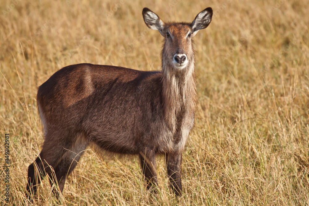 A female Waterbuck in the Masai Mara, Kenya A female Waterbuck in the Masai Mara, Kenya