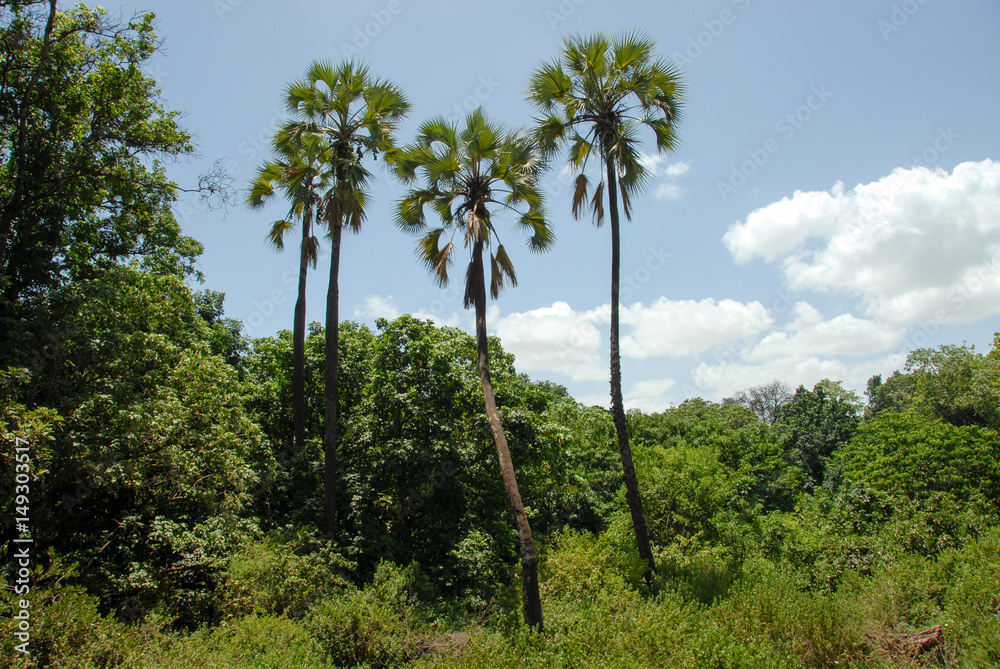 Three Palm Trees