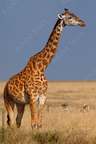 Giraffe, Masai Mara, Kenya