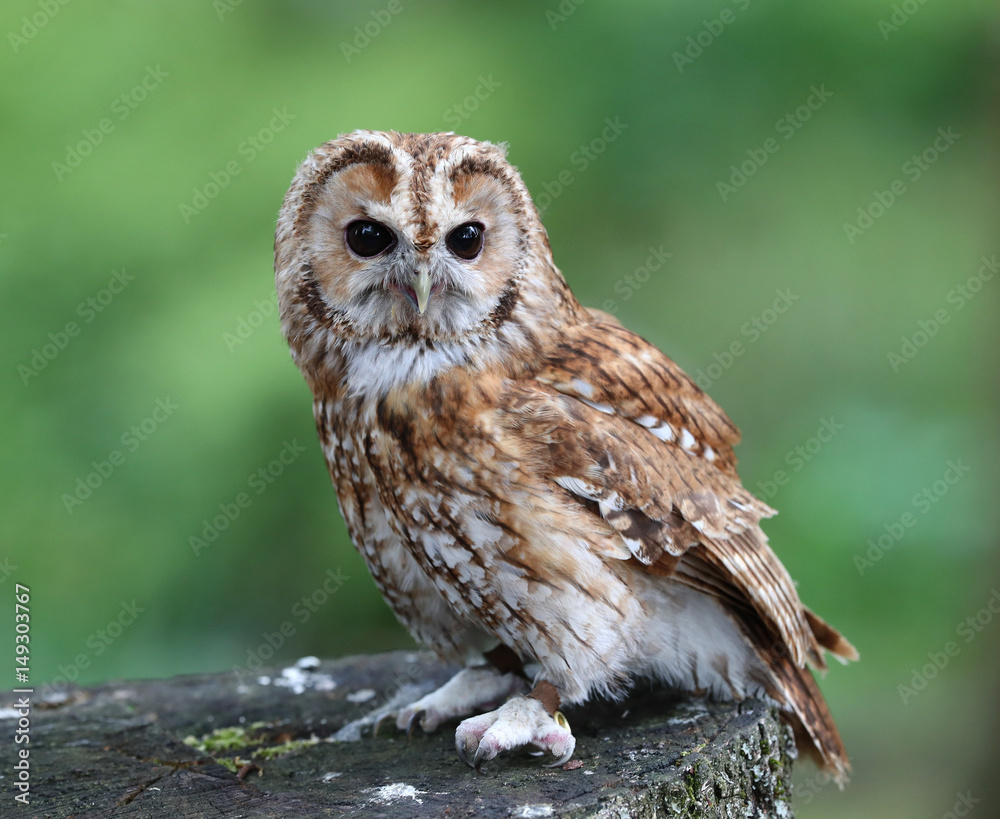 Naklejka premium Close up of a Tawny Owl perched on a tree stump