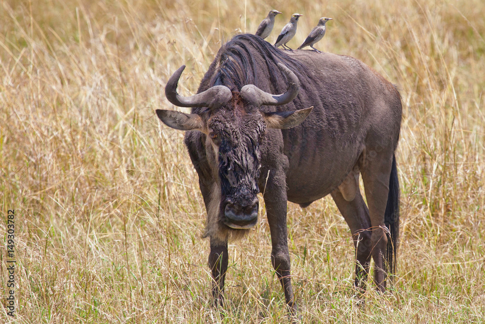 A Wildebeest with three Ox Peckers, Masai Mara, Kenya A Wildebeest with three Ox Peckers, Masai Mara, Kenya