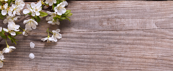 SSpring Flowers on background of old vintage blue board