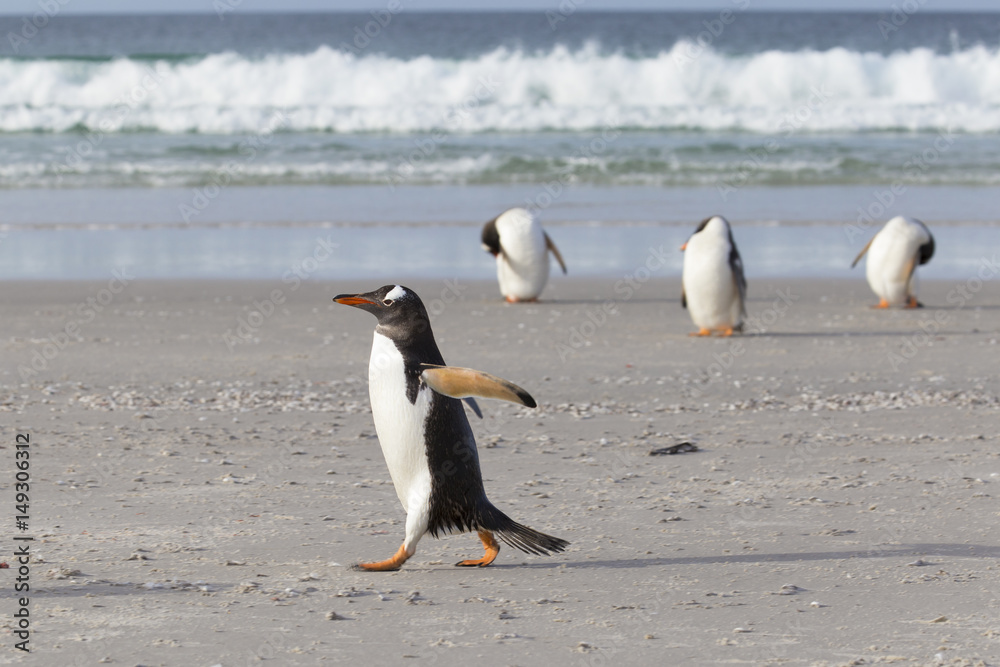 Obraz premium Gentoo penguins, one walking three no head.