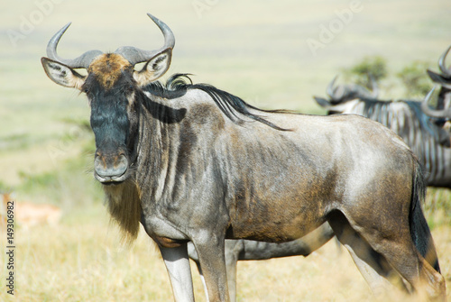 Fototapeta Naklejka Na Ścianę i Meble -  African Wildebeest