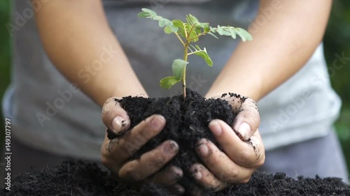Close up. woman hand planting young tree. slow motion.

