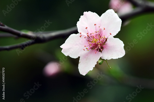 成都 成华公园 春天 桃花盛开 Chengdu Chenghua Park spring peach in full bloom photo